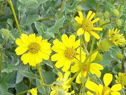 Encelia farinosa