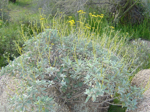 Encelia farinosa