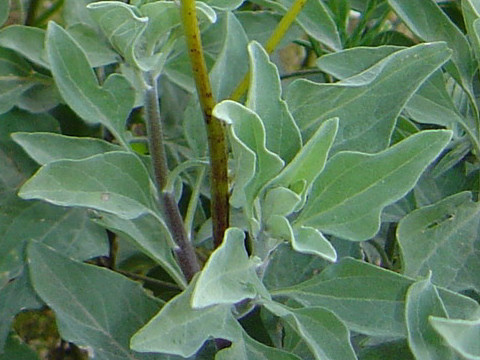 Encelia farinosa