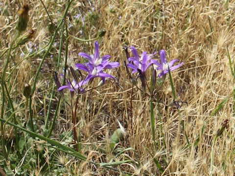 Brodiaea coronaria