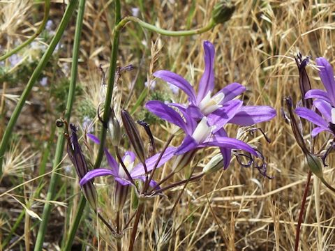 Brodiaea coronaria