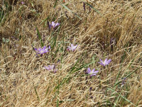 Brodiaea coronaria