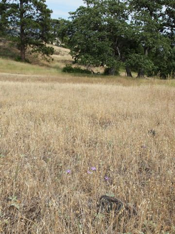 Brodiaea coronaria