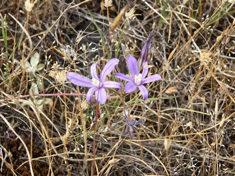 Brodiaea coronaria