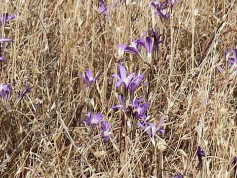 Brodiaea coronaria