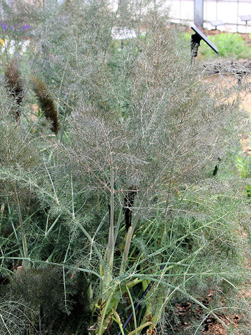 Foeniculum vulgare cv. Rubrum