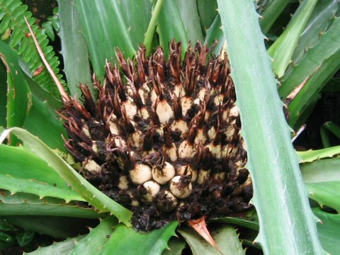 Bromelia nidus-puellae