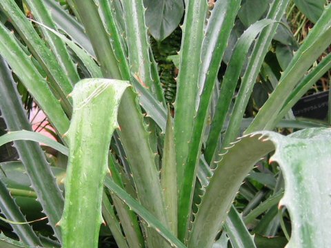 Bromelia nidus-puellae