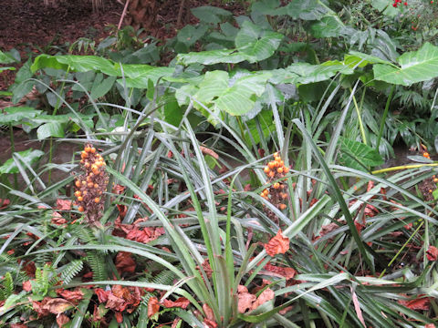 Bromelia pinguin