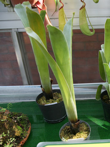 Brocchinia reducta