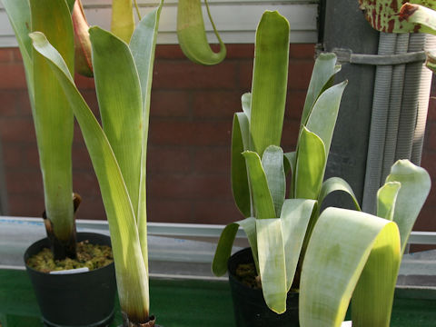 Brocchinia reducta