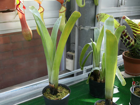 Brocchinia reducta
