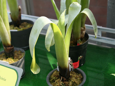 Brocchinia reducta