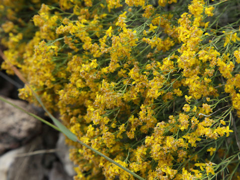 Gutierrezia sarothrae