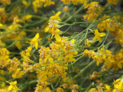 Gutierrezia sarothrae