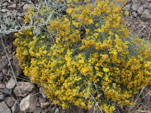 Gutierrezia sarothrae