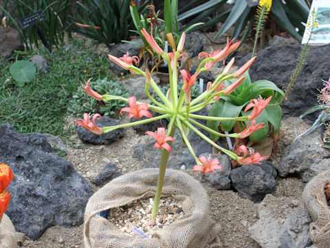 Brunsvigia josephinae