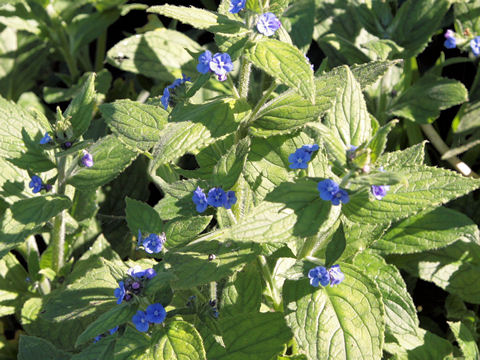 Brunnera macrophylla