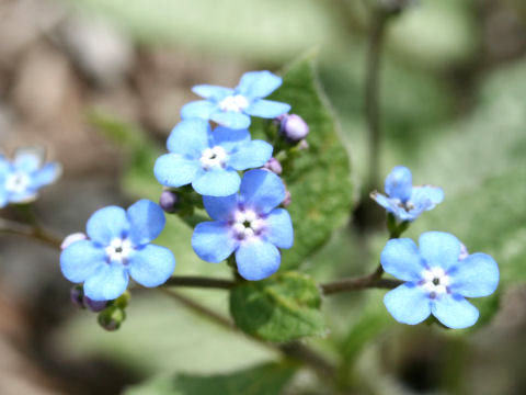 Brunnera macrophylla cv. Jack Frost