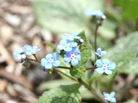 Brunnera macrophylla cv. Jack Frost