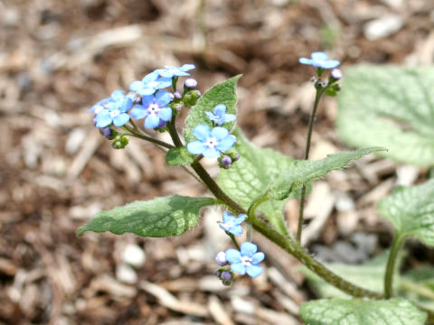 Brunnera macrophylla cv. Jack Frost