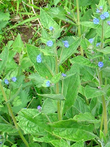 Brunnera macrophylla