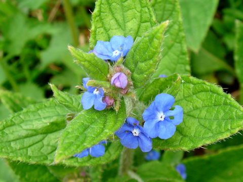 Brunnera macrophylla