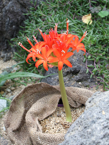 Brunsvigia marginata