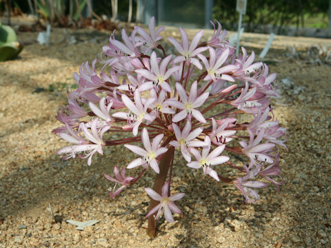 Brunsvigia striata