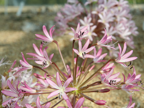 Brunsvigia striata