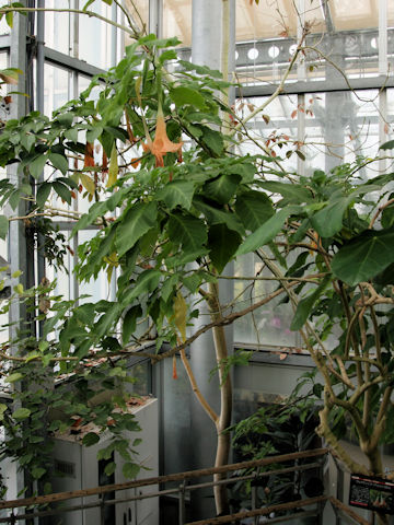 Brugmansia versicolor