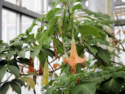 Brugmansia versicolor