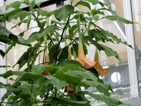 Brugmansia versicolor
