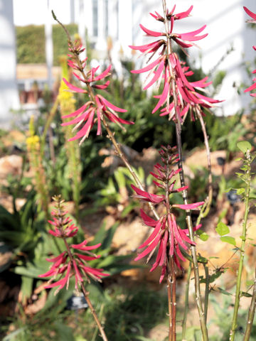 Erythrina speciosa