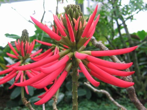 Erythrina speciosa