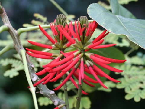 Erythrina speciosa