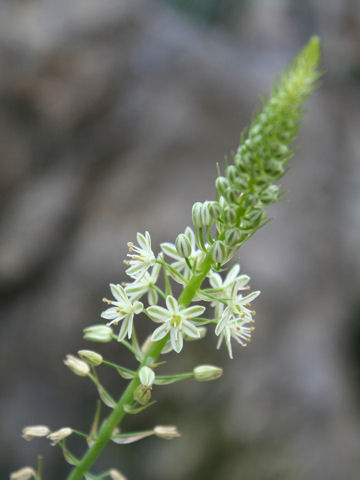 Bulbine alooides