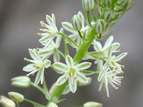 Bulbine alooides