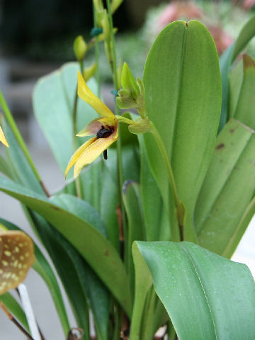 Bulbophyllum carunculatum