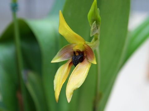 Bulbophyllum carunculatum