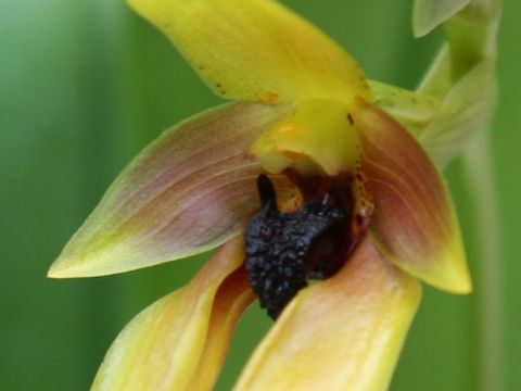 Bulbophyllum carunculatum