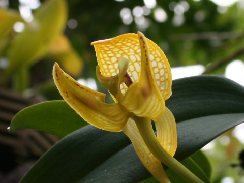 Bulbophyllum dearei