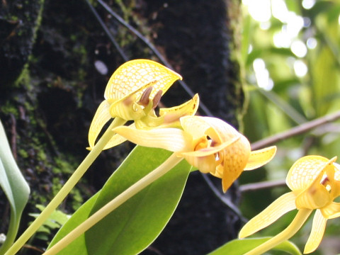 Bulbophyllum dearei