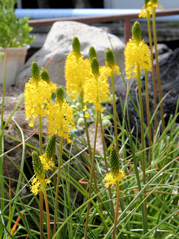 Bulbinella floribunda