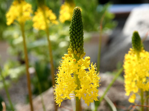 Bulbinella floribunda