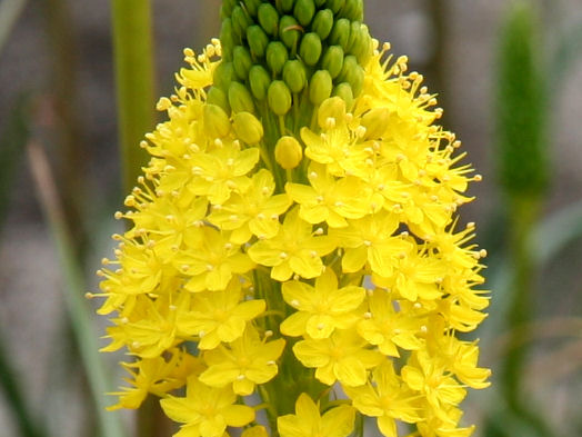 Bulbinella floribunda