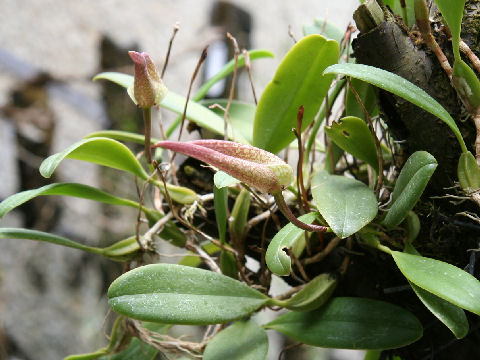 Bulbophyllum fritillariflorum