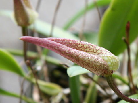 Bulbophyllum fritillariflorum