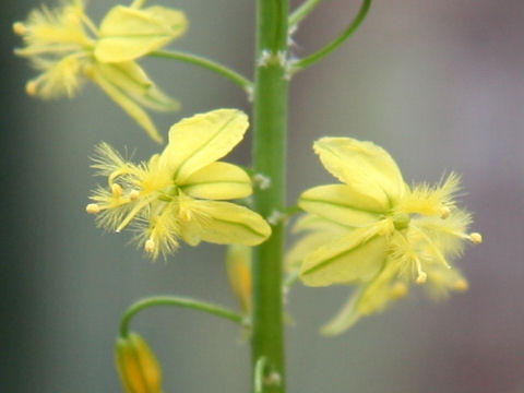 Bulbine frutescens