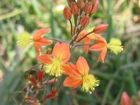 Bulbine frutescens cv. Hallmark